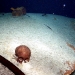 3000 year old sacrificial victim